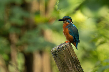 Common kingfisher (Alcedo atthis) sitting on a tree stump