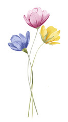 Obraz premium Watercolor flowers, floral digital illustration for greeting card, invitation and other printing design. Isolated on white. Hand drawing.