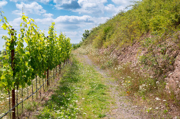 Grapes for riesling wine growing on the vine, vineyard in Trier, Moselle Valley in Germany,...