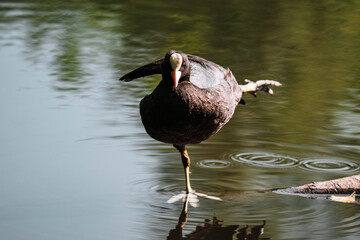 Eurasian coot (Fulica atra) standing on a branch with one foot up