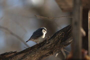 Wildlife Bird in Japan Hokkaido