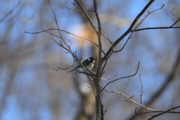 Bird on branches in the snow, Japan Hokkaido 