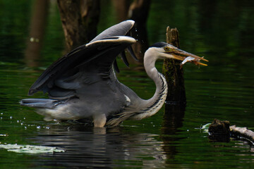 Grey heron with a fish in his mouth in the lake