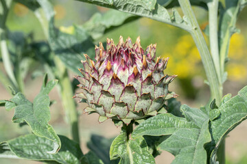  Edible bud of an artichoke (Cynara cardunculus).