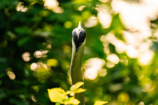 Backview of the head of a grey heron