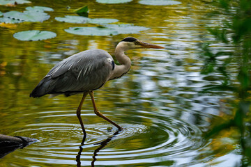 Grey heron standing in a pond