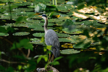 Backview of a grey heron standing in a pond