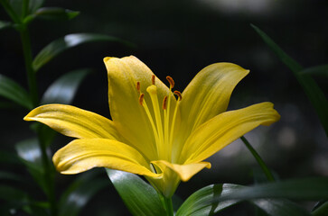Macro yellow Lilium, daylily flower , Lily 'Ambassador'  isolated blooming against dark background...