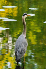 Backview of a grey heron standing in a pond