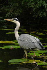 Grey heron standing in a pond