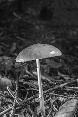 Macro  - Forest - Europe, Romania, Suceava region