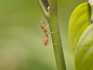 Weaver ants or Oecophylla are walking on a tree trunk