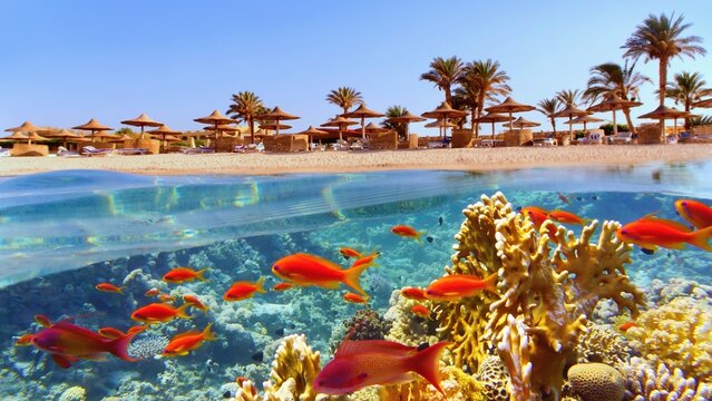 Tropical coral reef and fish with beach with palms and sun umbrelas on the background, Red Sea, Egypt