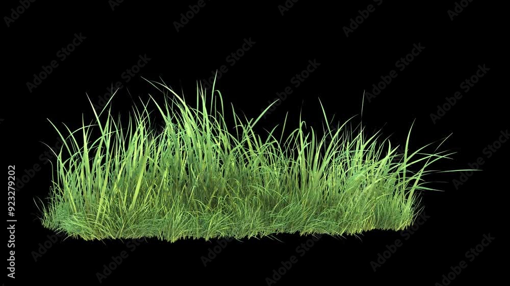Wall mural grass wind noise loop on alpha channel. element footage place on footage or background and easier to