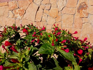 Red flowers on the background of a wall lined with natural stones. Background from plants and natural materials.