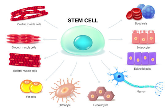 Stem cells. Stem Cell Receptor. Regenerative medicine. Medical science educational vector.