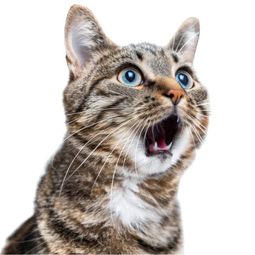 bigeyed cat appears crazy in a closeup of its surprised look