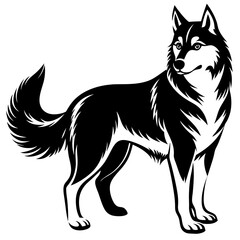 black and white dog