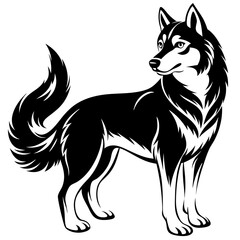 black and white dog