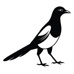 Illustration of Magpie silhouette on white