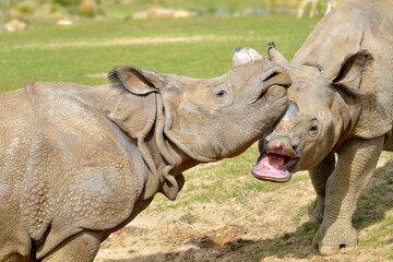 Fototapeta premium Heads of two Indian rhinoceros (Rhinoceros unicornis) mouth open and playing with another congener 