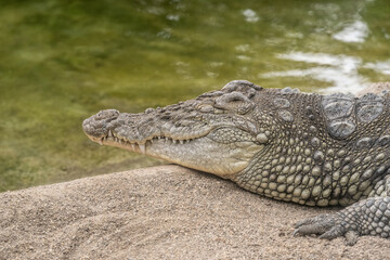 Close-up shot of crocodile's head resting in the shade