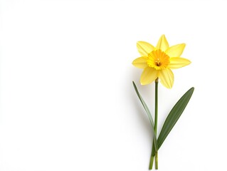 A single yellow daffodil on a white background