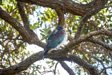 Kereru Pigeon - New Zealand