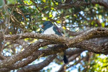 Kereru Pigeon - New Zealand