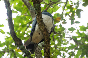 Kereru Pigeon - New Zealand