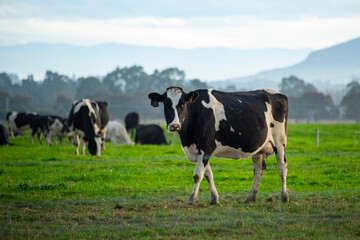 Cattle Pasture in Canterbury Region - New Zealand