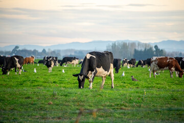 Cattle Pasture in Canterbury Region - New Zealand
