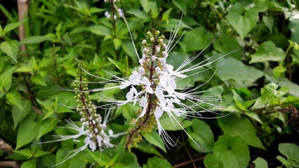 The purplish white cat's whisker flower (Orthosiphon aristatus) is an alternative traditional herbal medicine in asia 