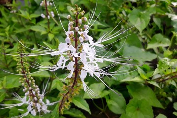 The purplish white cat's whisker flower (Orthosiphon aristatus) is an alternative traditional herbal medicine in asia 