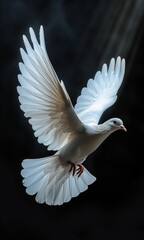Obraz premium A white dove is flying in the air. Concept of freedom and peace