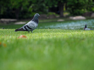 Pigeons walking on the green grass