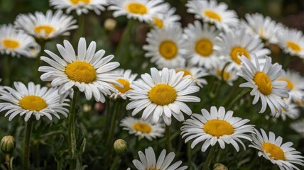 Fototapeta premium Beautiful daisy flowers, shop now 