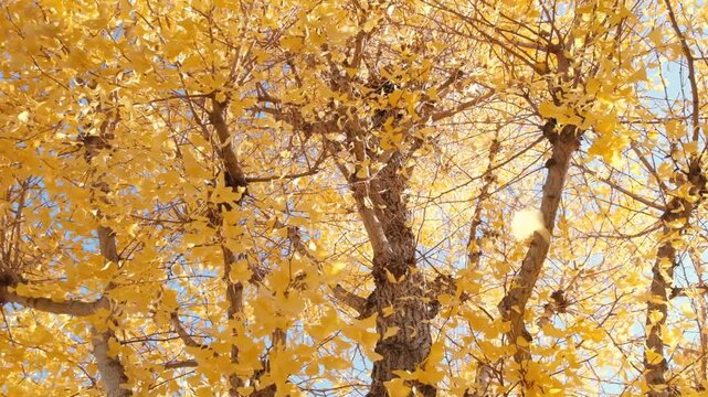 Ginkgo biloba leaves in yellow natural landscape in Japan.