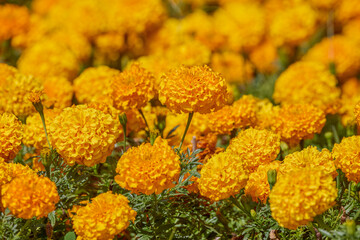 landscape with yellow flowers in the park.