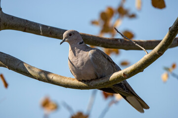 (Streptopelia decaocto) standing on a tree branch.