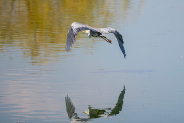 (Ardea cinerea) flying over a lake on a summer day.
