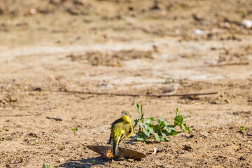 (Motacilla flava) sitting on the ground near a lake