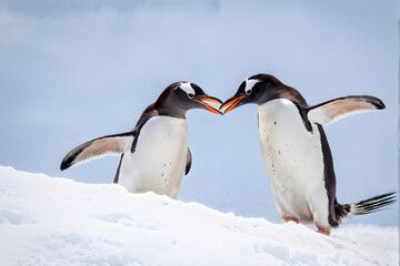 Fototapeta premium mating season for these Gentoo penguins on Booth Island, Antarctica