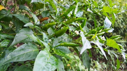 green field of green chilli peppers