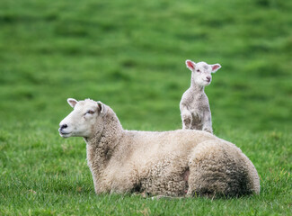 Naklejka premium Baby lamb climbing on mother’s back. Auckland.
