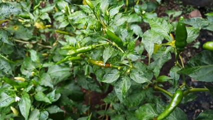Harvesting green chili peppers 