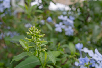 Plumbago auriculata (Cape Leadwort) violet flower blossom on the green garden. Photo is suitable to use for nature background, botanical poster and garden content media.
