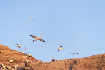 Gannets flying over the cliff at Muriwai Beach. Auckland.