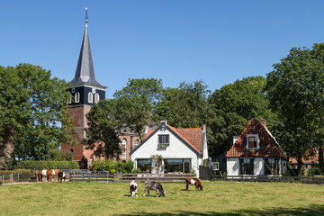 Cows graze in the meadow in the rural village of Makkum in Friesland.
