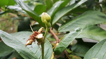 Bud of guava on tree 
